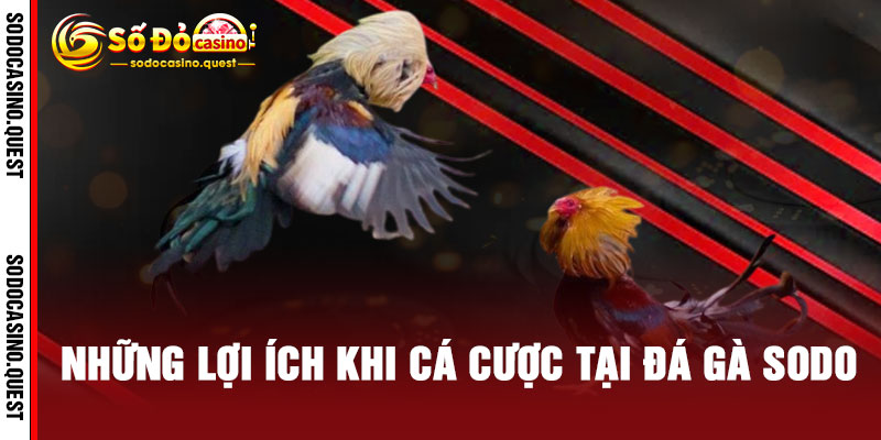Đá Gà SODO - Cược CHUẨN So Kè, Thắng ĐẬM Rinh QUÀ KHỦNG 3 Những Lợi Ích Khi Cá Cược Tại Đá Gà SODO